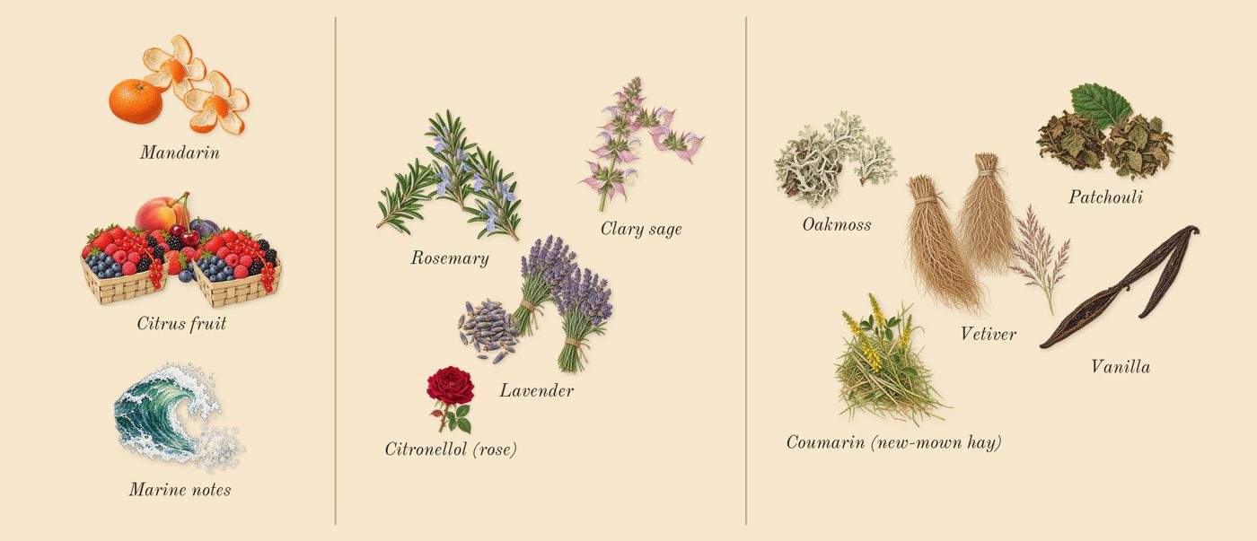 Wave’s scent picture, a draft: marine notes, mandarin, citrus fruit, clary sage, rosemary, lavender drawn so far; dashed outlines where nothing is drawn yet