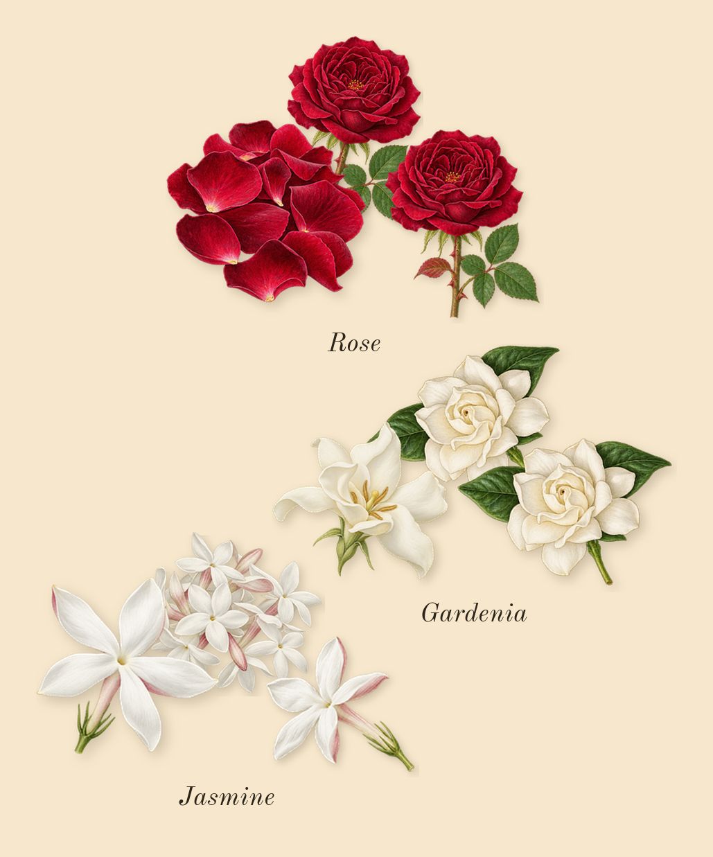 Miutine, heart: Gardenia, Jasmine, Rose