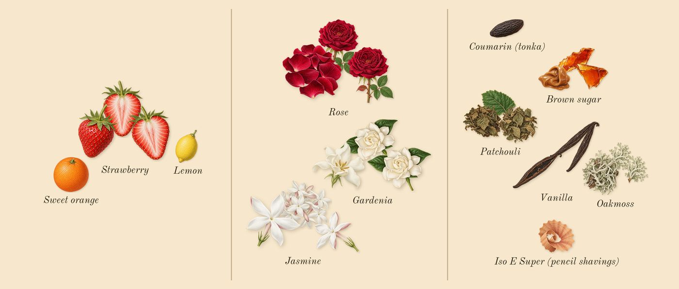 Miutine’s scent picture, a draft: strawberry, gardenia, brown sugar, vanilla, patchouli, oakmoss drawn so far; dashed outlines where nothing is drawn yet