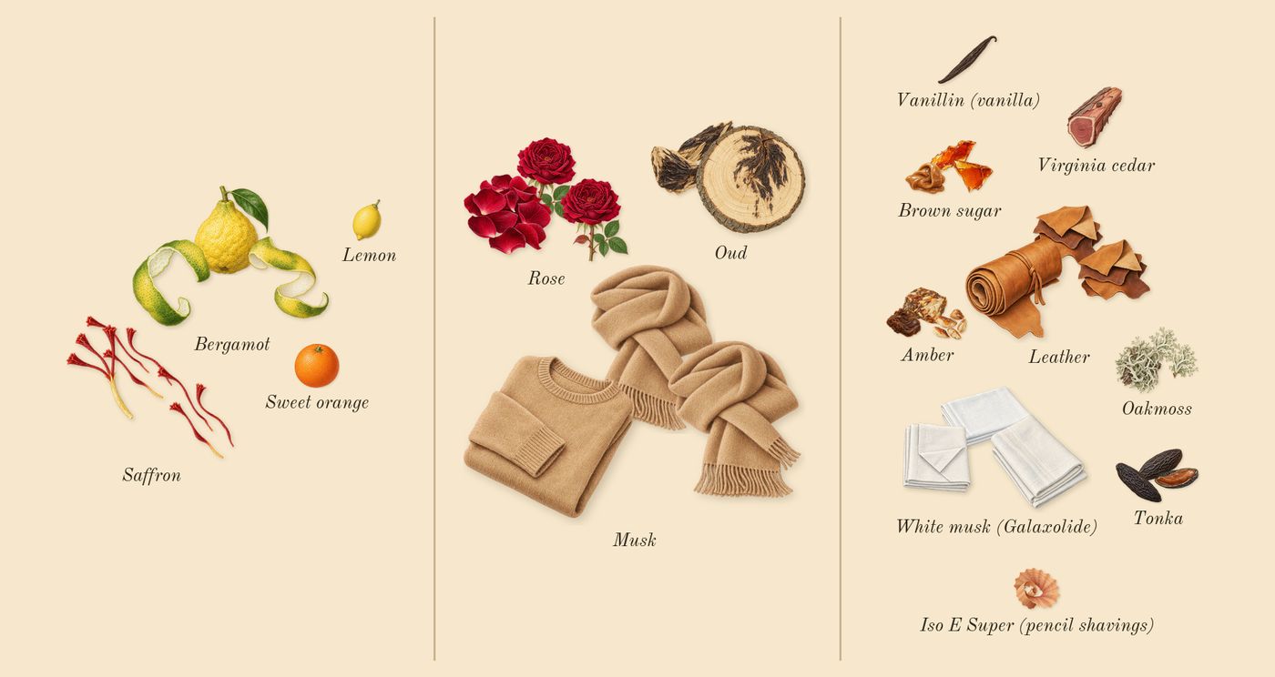Arabians Tonka’s scent picture, a draft: bergamot, saffron, rose, oud, amber, oakmoss drawn so far; dashed outlines where nothing is drawn yet