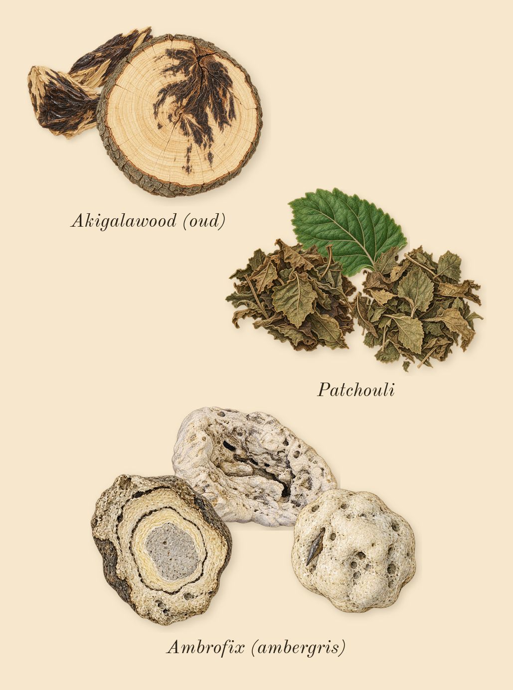 Explorer, dry-down: Patchouli, Ambrofix (ambergris), Akigalawood (oud)