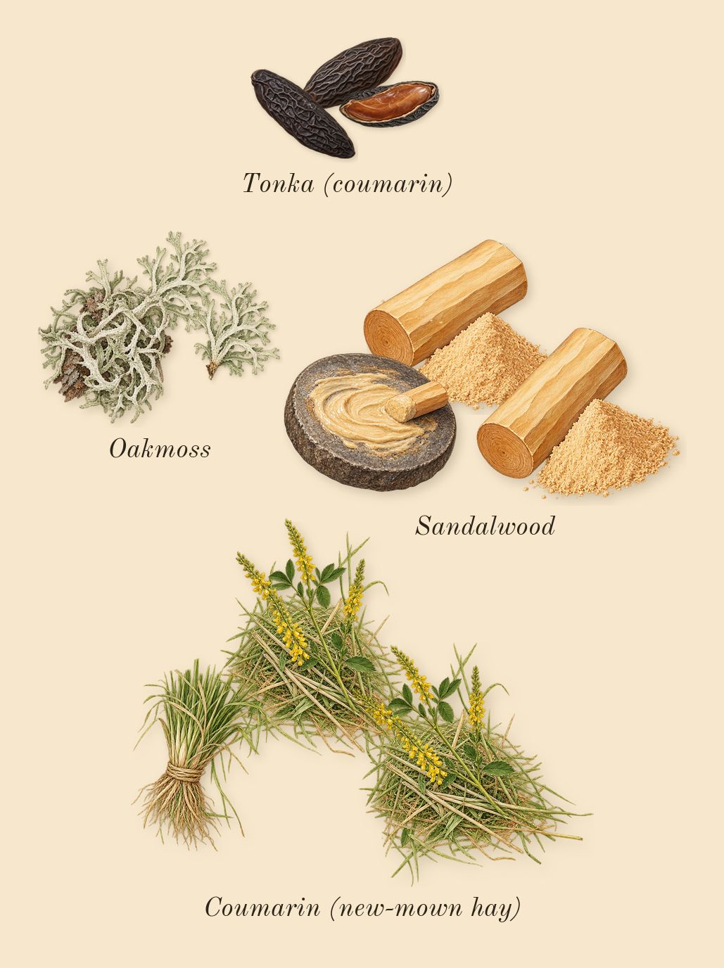 Legend, dry-down: Oakmoss, Sandalwood, Coumarin (new-mown hay), Tonka (coumarin)
