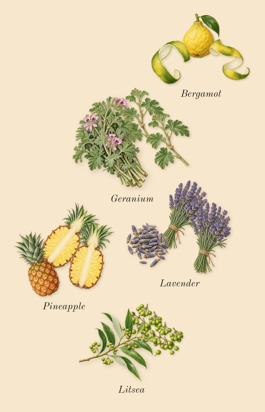 Legend, top notes: Bergamot, Lavender, Pineapple, Litsea, Geranium