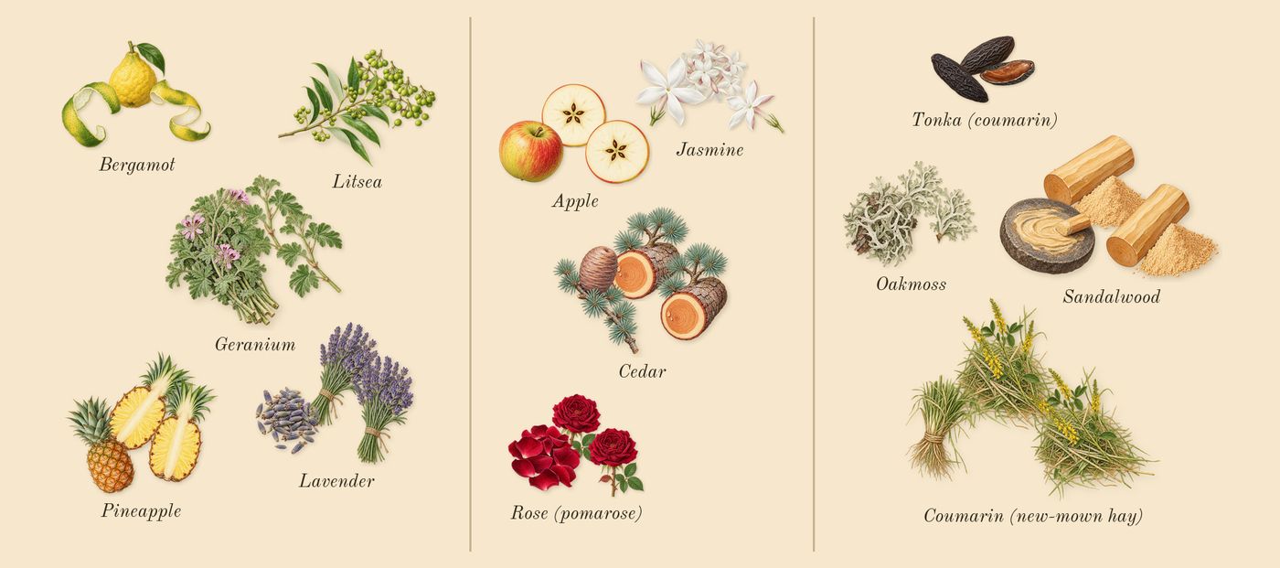 Legend’s scent picture, a draft: bergamot, lavender, pineapple, jasmine, cedar, oakmoss drawn so far; dashed outlines where nothing is drawn yet