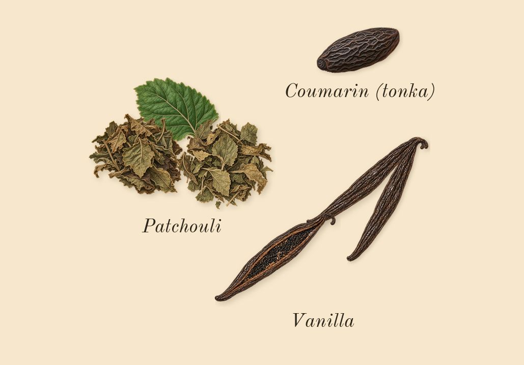 A*Men, dry-down: Patchouli, Vanilla, Coumarin (tonka)
