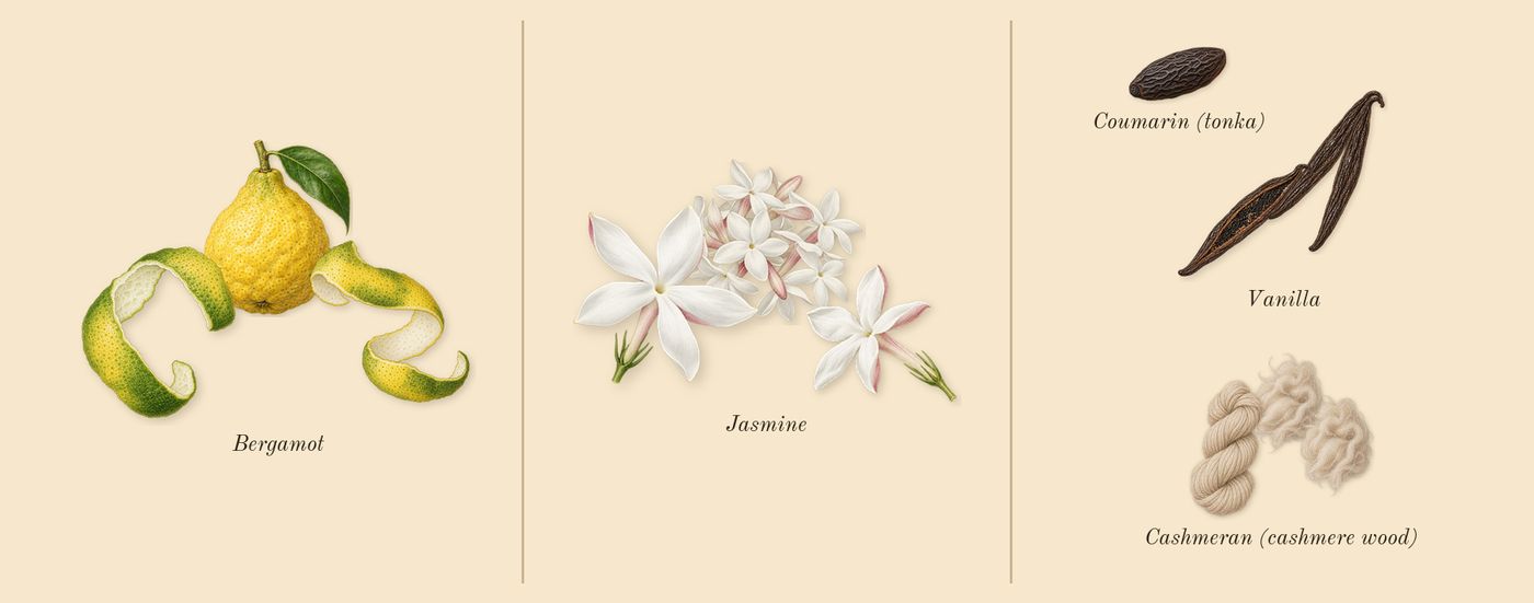 Alien Goddess’s scent picture, a draft: bergamot, jasmine, vanilla, cashmeran (cashmere wood), coumarin (tonka) drawn so far; dashed outlines where nothing is drawn yet