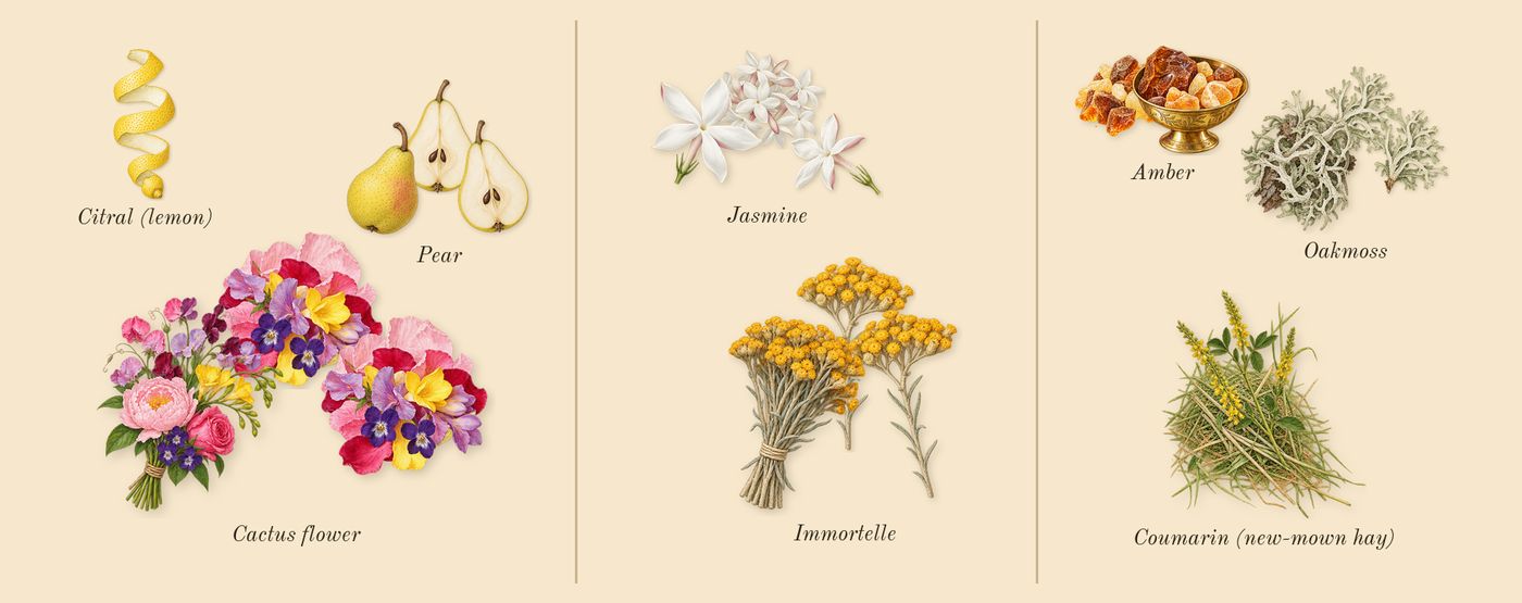 Alien Goddess Supra Florale’s scent picture, a draft: cactus flower, pear, jasmine, immortelle, oakmoss, amber drawn so far; dashed outlines where nothing is drawn yet