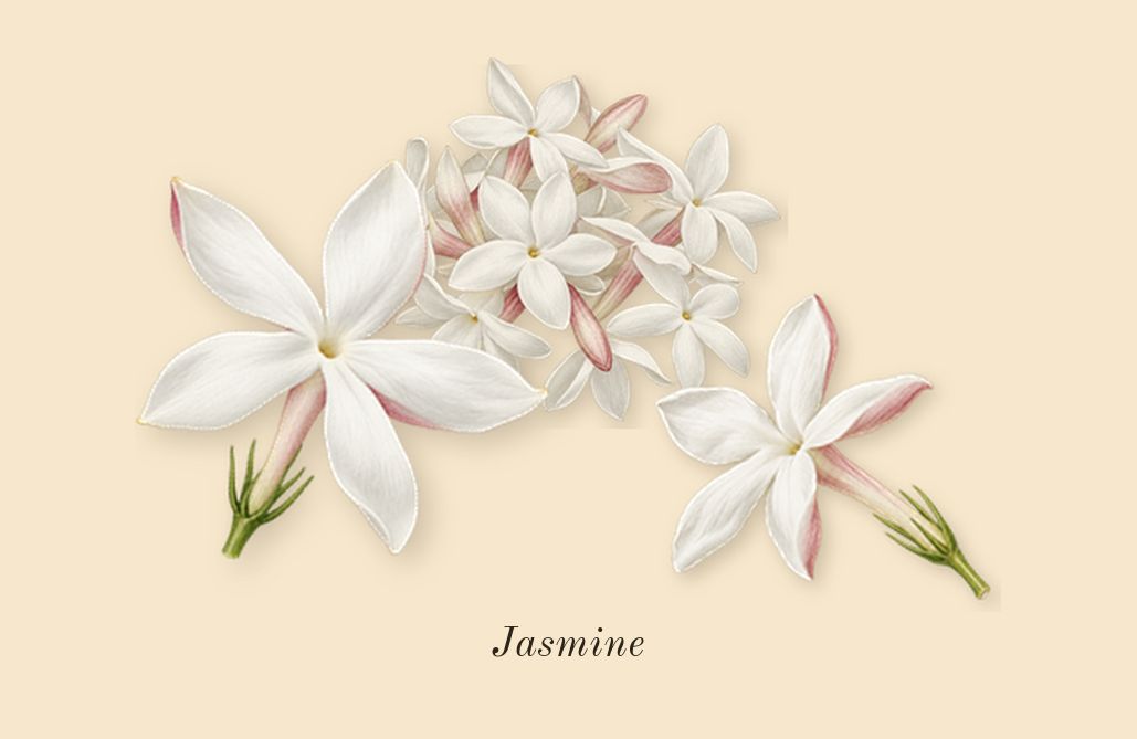 Alien Pulp, heart: Jasmine