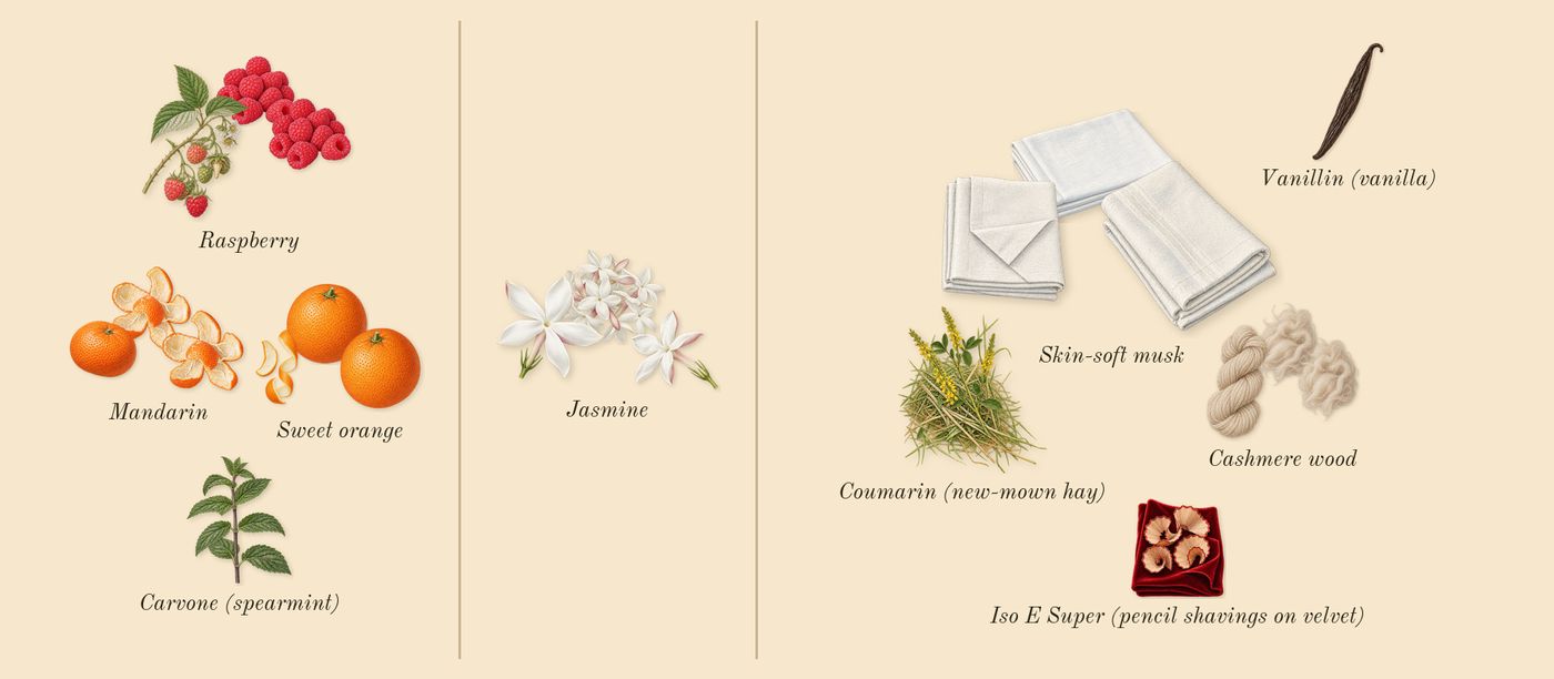 Alien Pulp’s scent picture, a draft: raspberry, jasmine, skin-soft musk, cashmere wood, sweet orange, mandarin drawn so far; dashed outlines where nothing is drawn yet