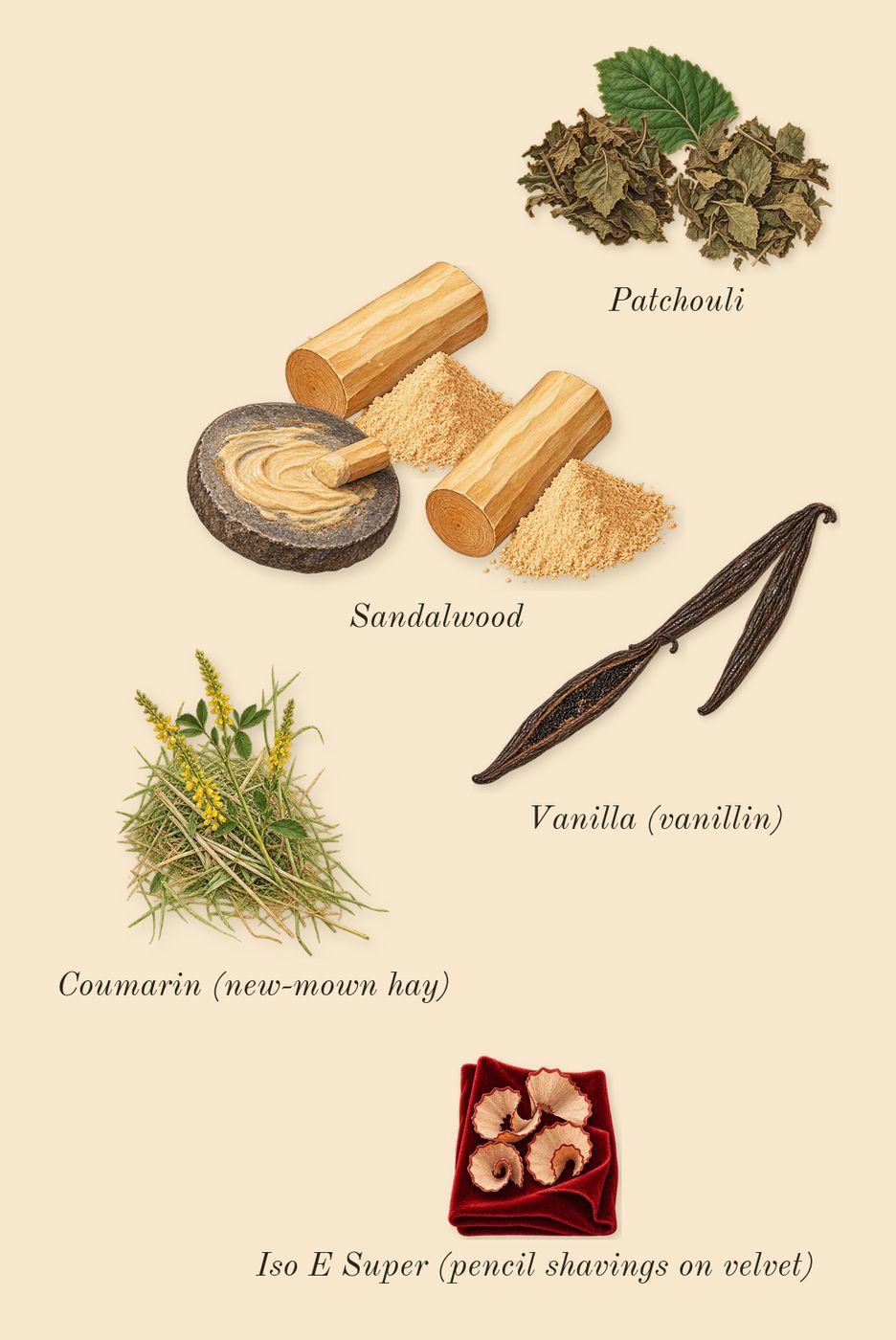 Angel Blush, dry-down: Sandalwood, Vanilla (vanillin), Patchouli, Coumarin (new-mown hay), Iso E Super (pencil shavings on velvet)