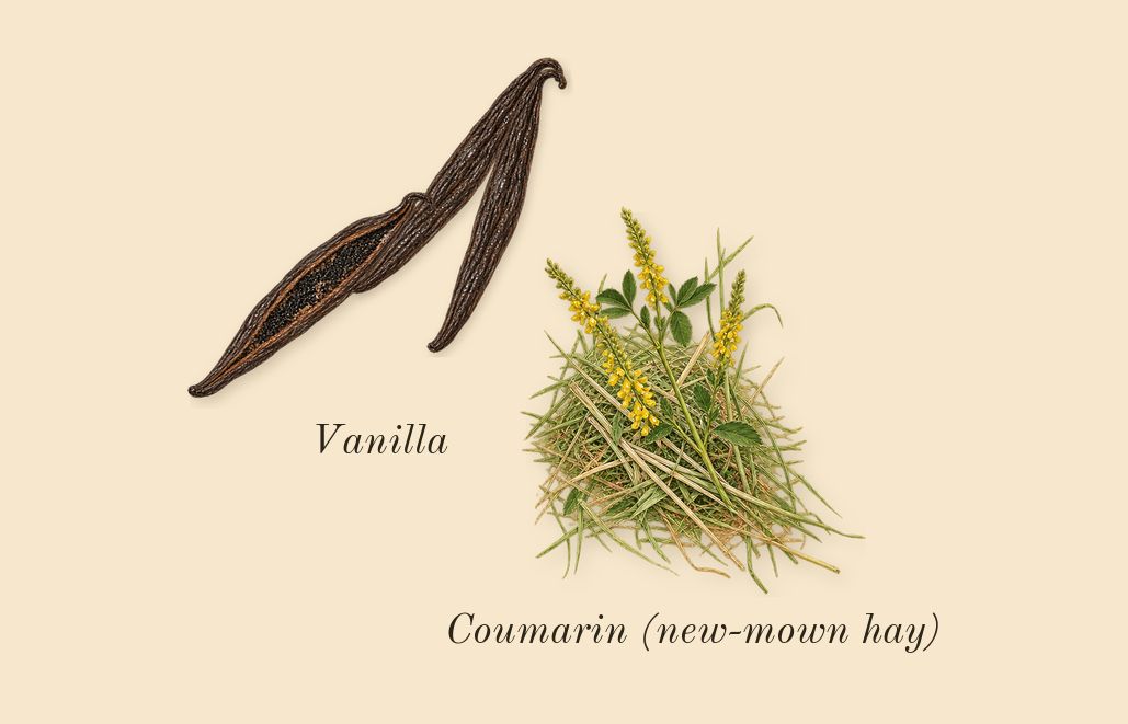 Angel Elixir, dry-down: Vanilla, Coumarin (new-mown hay)
