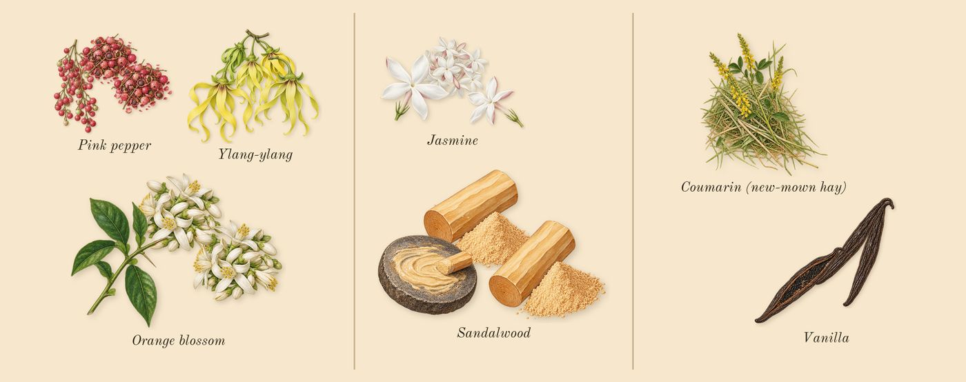 Angel Elixir’s scent picture, a draft: orange blossom, ylang-ylang, jasmine, sandalwood, vanilla, pink pepper drawn so far; dashed outlines where nothing is drawn yet