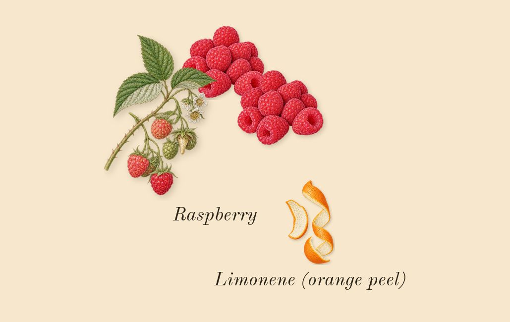 Angel Nova, top notes: Raspberry, Limonene (orange peel)