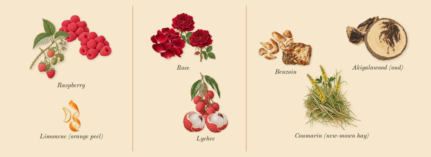 Angel Nova’s scent picture, a draft: raspberry, rose, akigalawood (oud), lychee, benzoin, coumarin (new-mown hay) drawn so far; dashed outlines where nothing is drawn yet