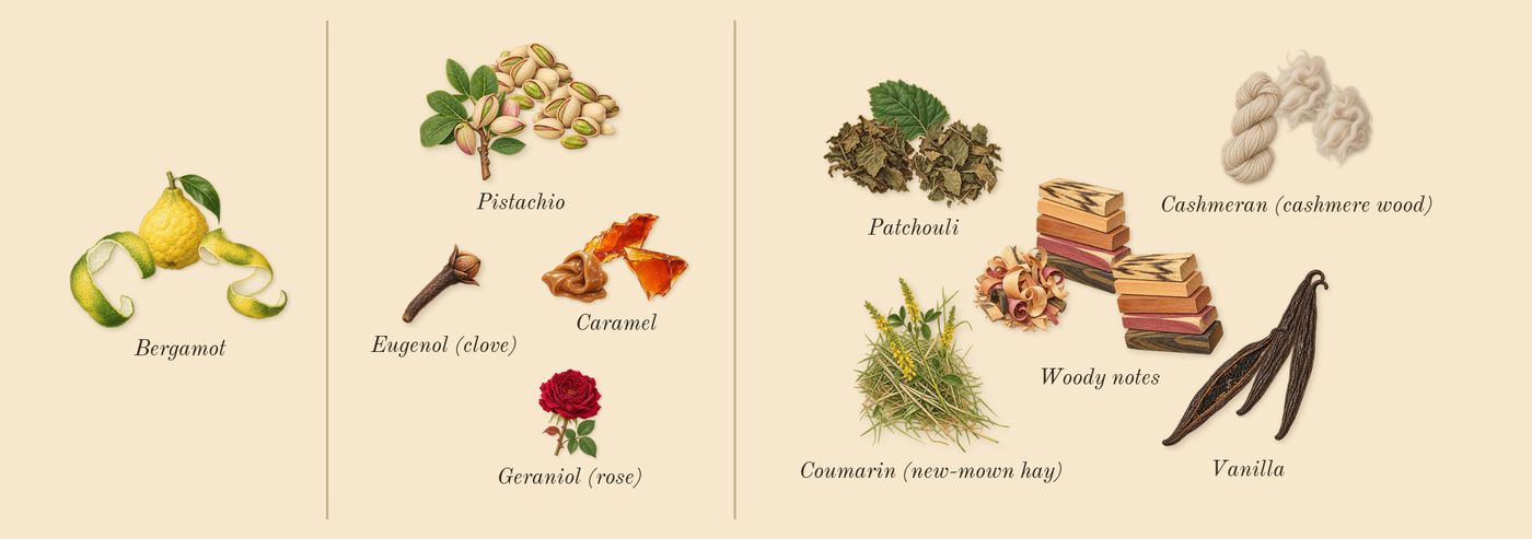 Angel Stellar’s scent picture, a draft: bergamot, pistachio, vanilla, woody notes, cashmeran (cashmere wood), caramel drawn so far; dashed outlines where nothing is drawn yet