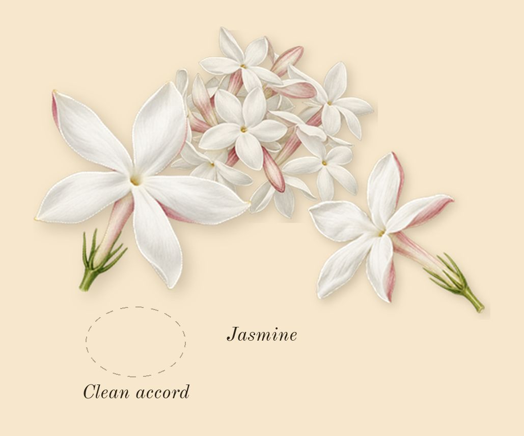 For Her Pure Musc Blanc, heart: Clean accord, Jasmine