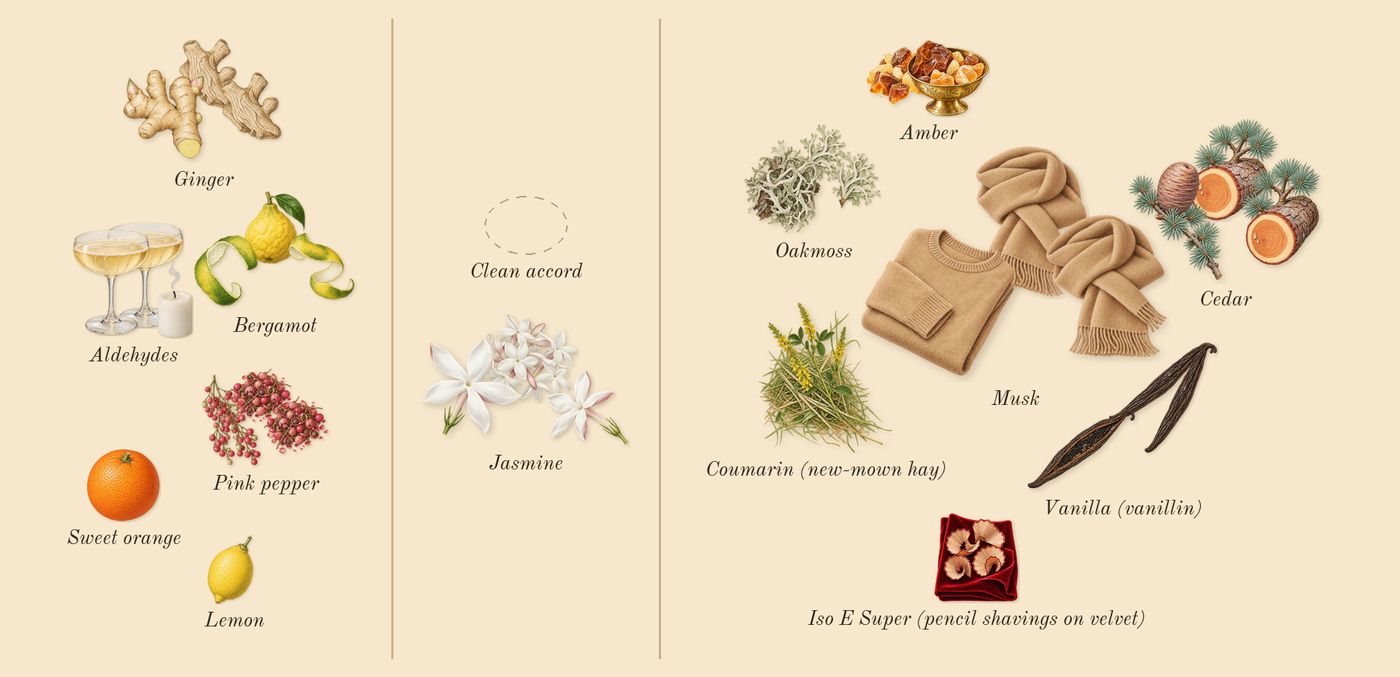 For Her Pure Musc Blanc’s scent picture, a draft: jasmine, musk, cedar, vanilla (vanillin), aldehydes, bergamot drawn so far; dashed outlines where nothing is drawn yet