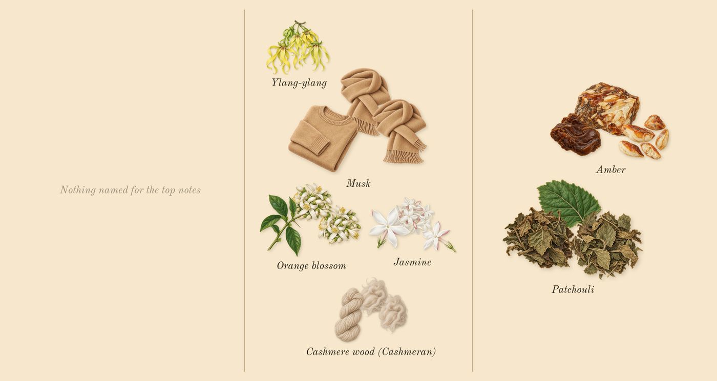 For Her Pure Musc’s scent picture, a draft: orange blossom, jasmine, musk, cashmere wood (cashmeran), ylang-ylang, amber drawn so far; dashed outlines where nothing is drawn yet