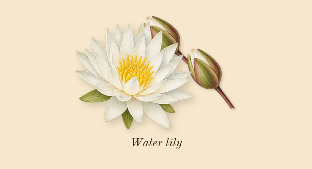 Blue, heart: Water lily