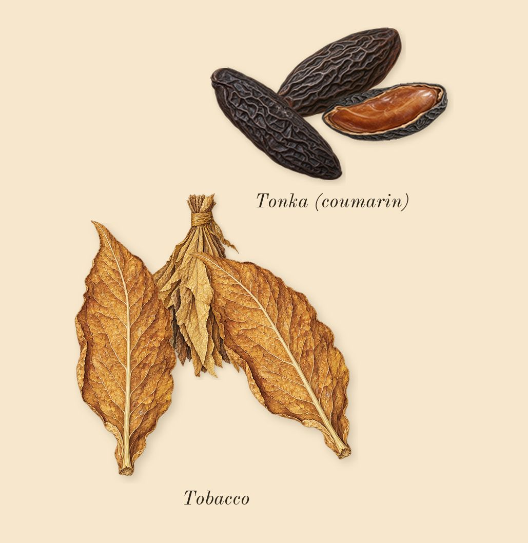 Fan Your Flames, heart: Tobacco, Tonka (coumarin)