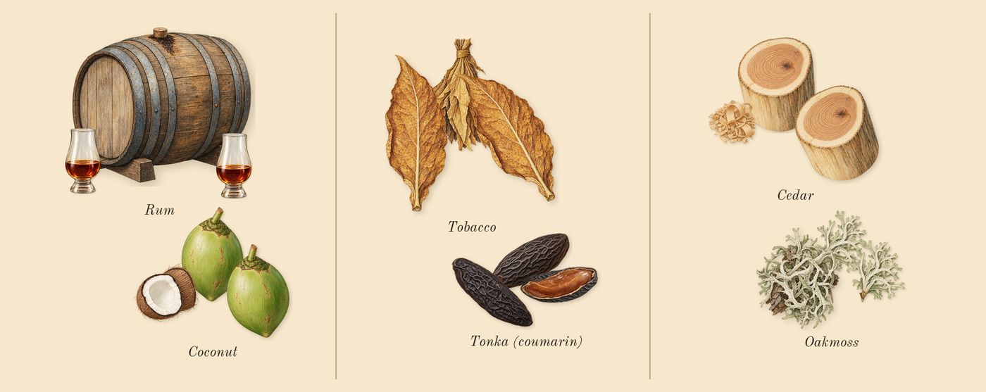 Fan Your Flames’s scent picture, a draft: coconut, rum, tobacco, tonka (coumarin), oakmoss, cedar drawn so far; dashed outlines where nothing is drawn yet
