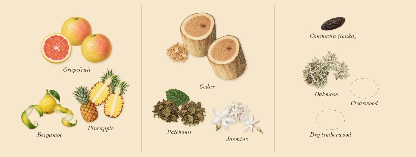 Hacivat’s scent picture, a draft: bergamot, pineapple, grapefruit, jasmine, patchouli, cedar drawn so far; dashed outlines where nothing is drawn yet