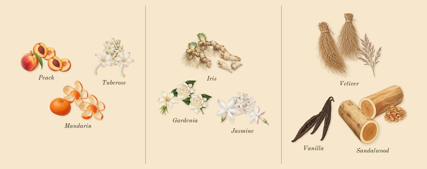 Hundred Silent Ways’s scent picture, a draft: tuberose, mandarin, peach, jasmine, gardenia, iris drawn so far; dashed outlines where nothing is drawn yet