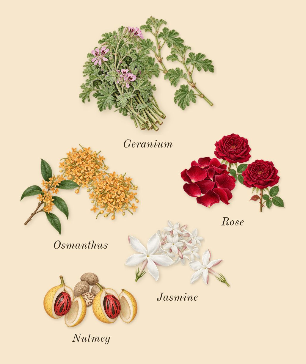 Nefs, heart: Rose, Osmanthus, Geranium, Jasmine, Nutmeg