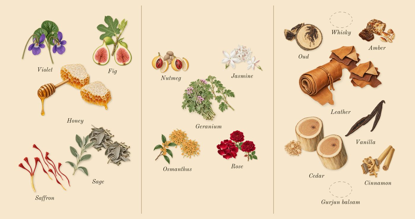 Nefs’s scent picture, a draft: honey, violet, sage, saffron, fig, rose drawn so far; dashed outlines where nothing is drawn yet