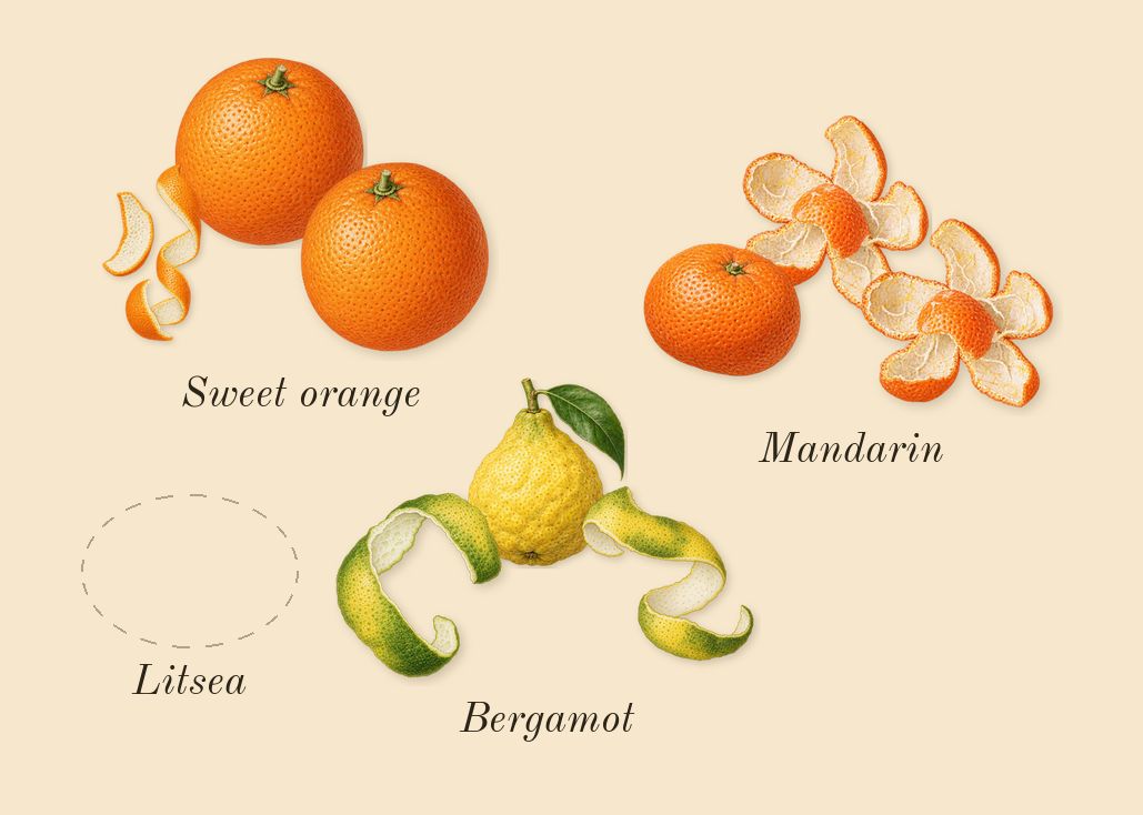 Wūlóng Chá, top notes: Bergamot, Sweet orange, Litsea, Mandarin