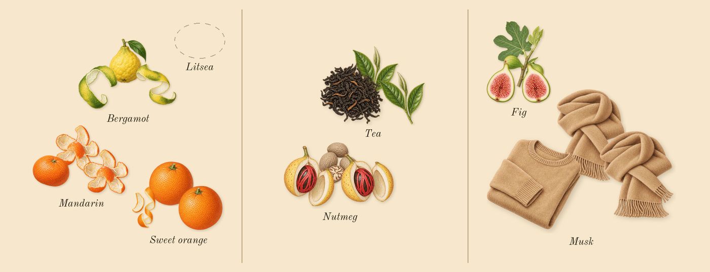 Wūlóng Chá’s scent picture, a draft: bergamot, sweet orange, mandarin, tea, nutmeg, musk drawn so far; dashed outlines where nothing is drawn yet