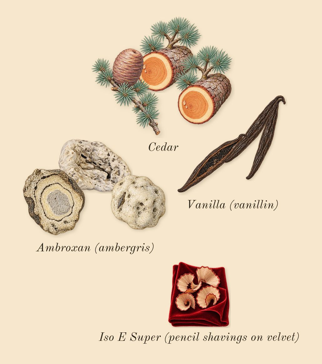Only Human, dry-down: Vanilla (vanillin), Ambroxan (ambergris), Cedar, Iso E Super (pencil shavings on velvet)