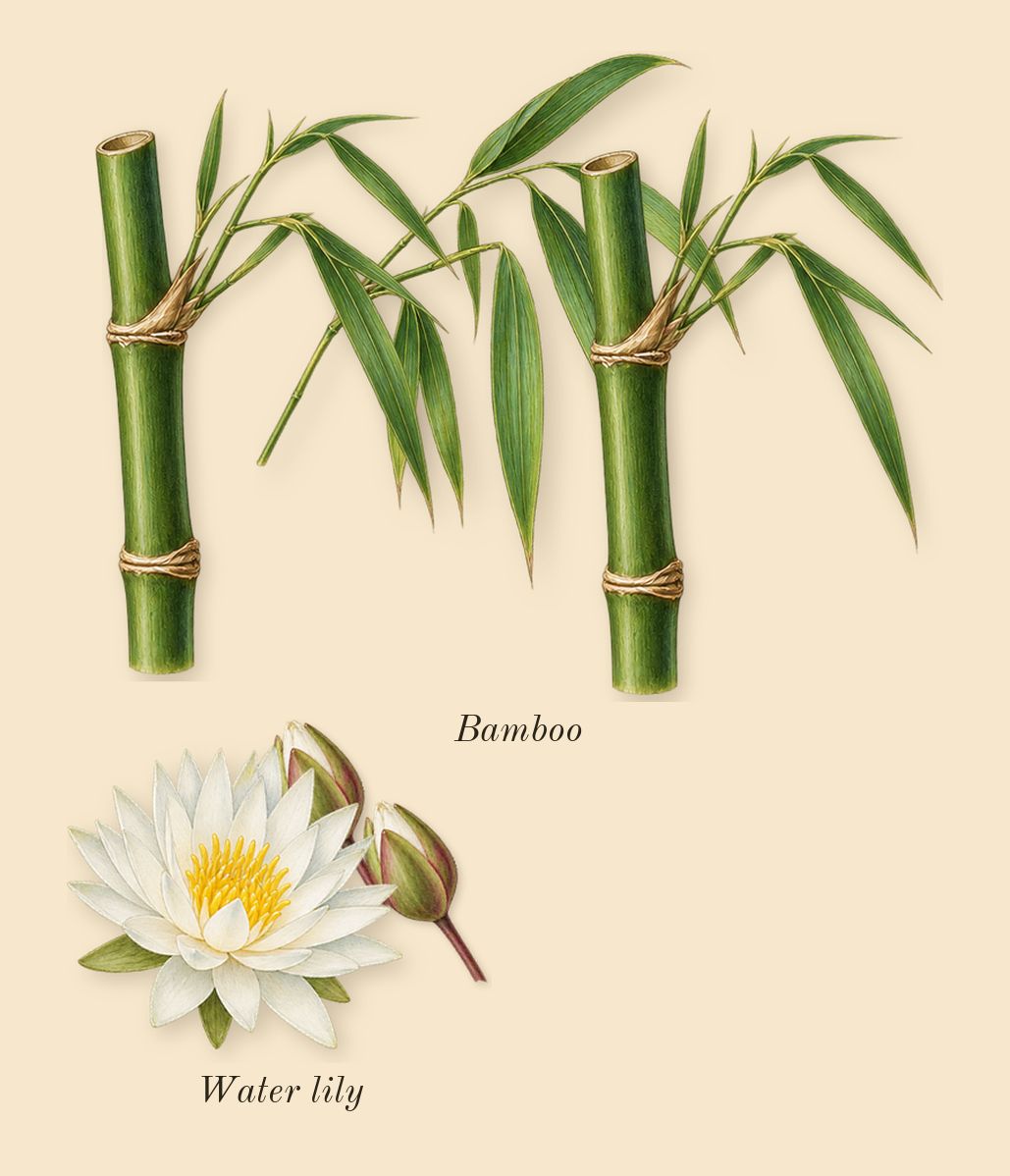 Only Human, heart: Water lily, Bamboo