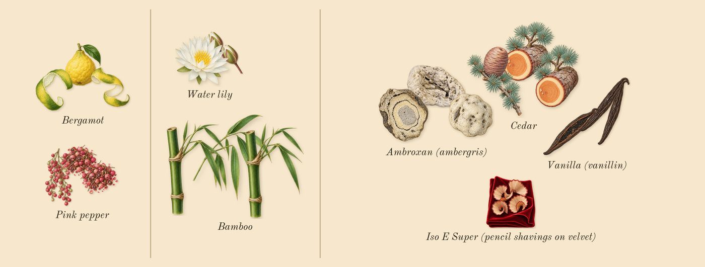 Only Human’s scent picture, a draft: pink pepper, bergamot, water lily, bamboo, vanilla (vanillin), ambroxan (ambergris) drawn so far; dashed outlines where nothing is drawn yet