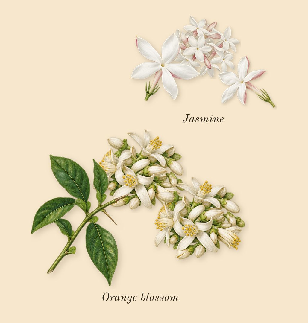 Basic Union, heart: Orange blossom, Jasmine