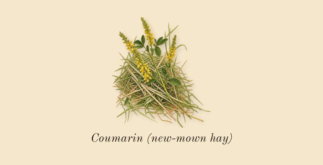 Silent Melody, dry-down: Coumarin (new-mown hay)