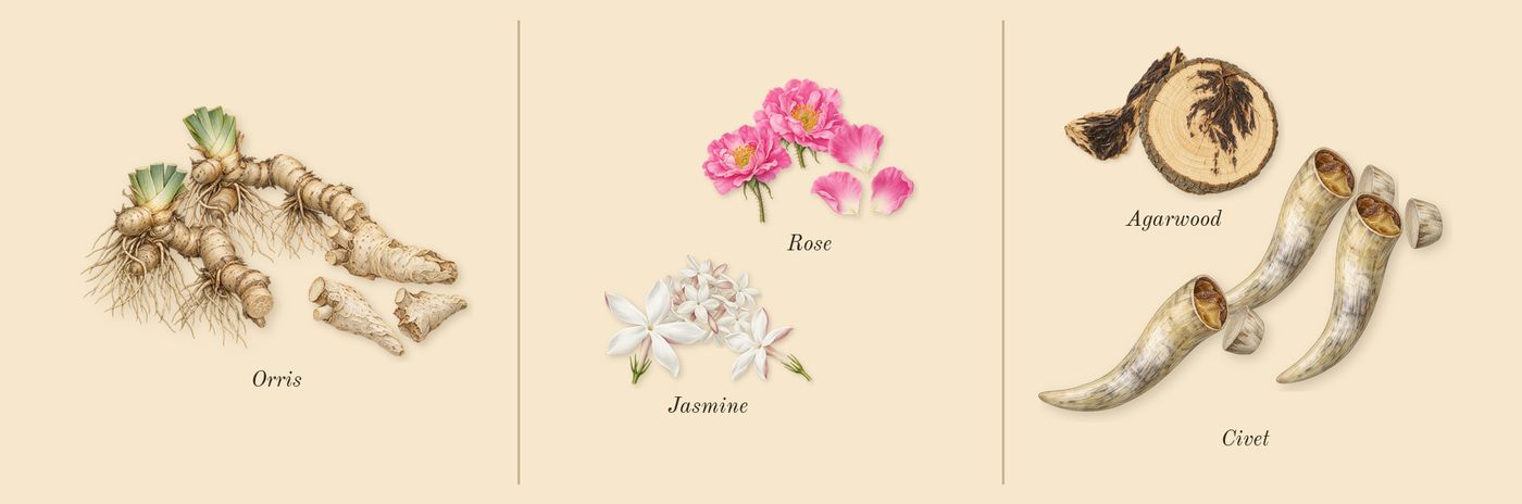 Opus V Woods Symphony’s scent picture, a draft: orris, rose, jasmine, agarwood, civet drawn so far; dashed outlines where nothing is drawn yet