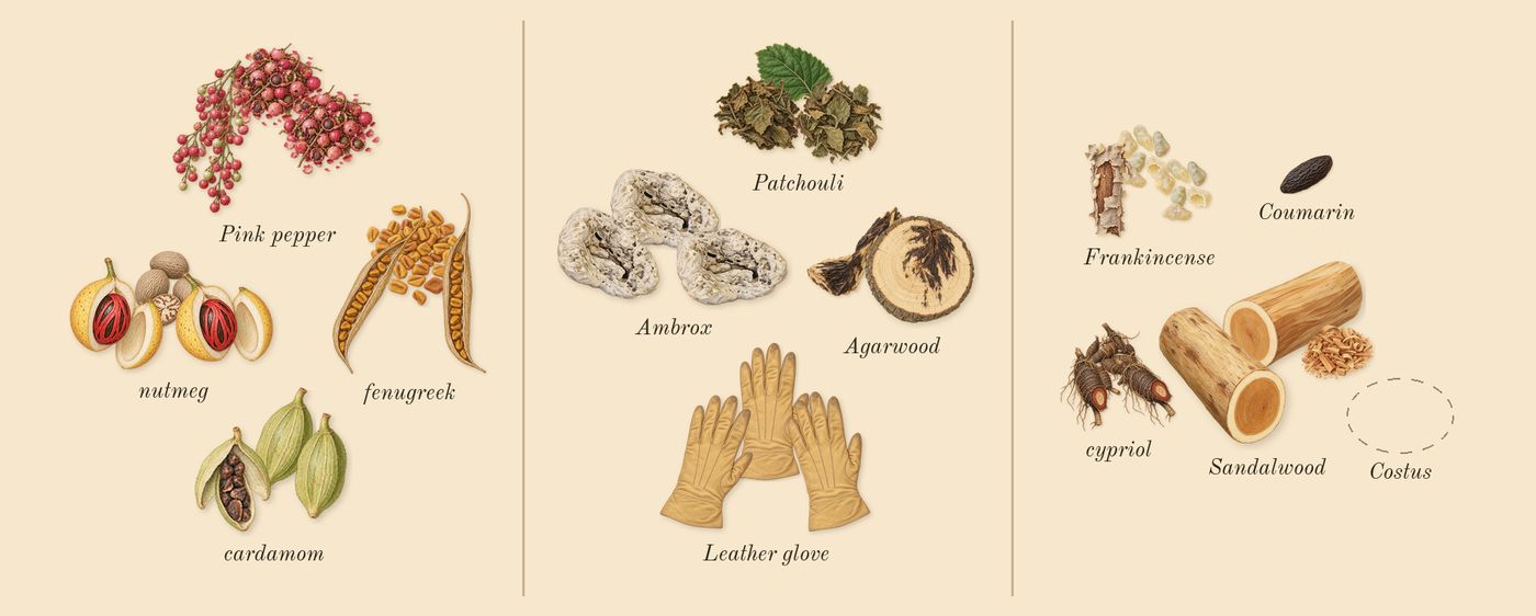 Opus VII Reckless Leather’s scent picture, a draft: pink pepper, cardamom, nutmeg, fenugreek, agarwood, patchouli drawn so far; dashed outlines where nothing is drawn yet