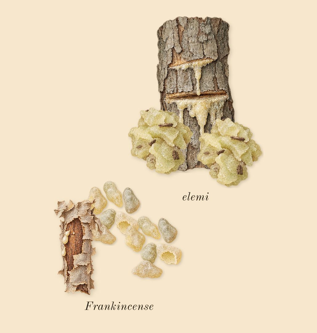 Opus XII Rose Incense, top notes: elemi, Frankincense
