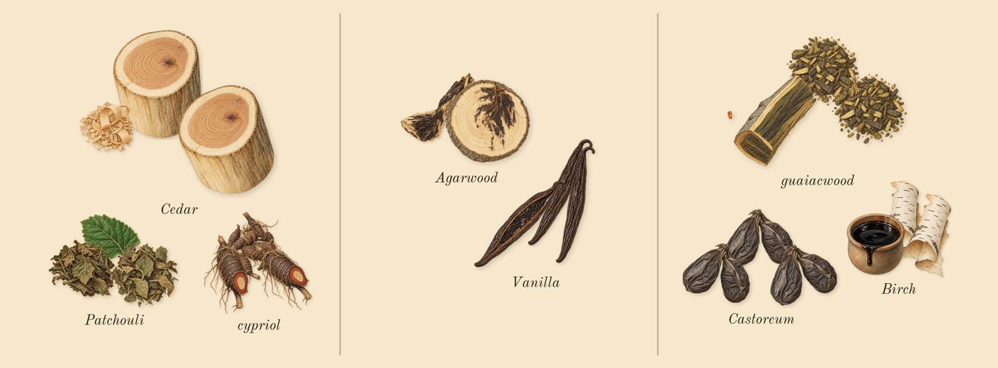 Opus XIII Silver Oud’s scent picture, a draft: patchouli, cypriol, cedar, agarwood, vanilla, birch drawn so far; dashed outlines where nothing is drawn yet