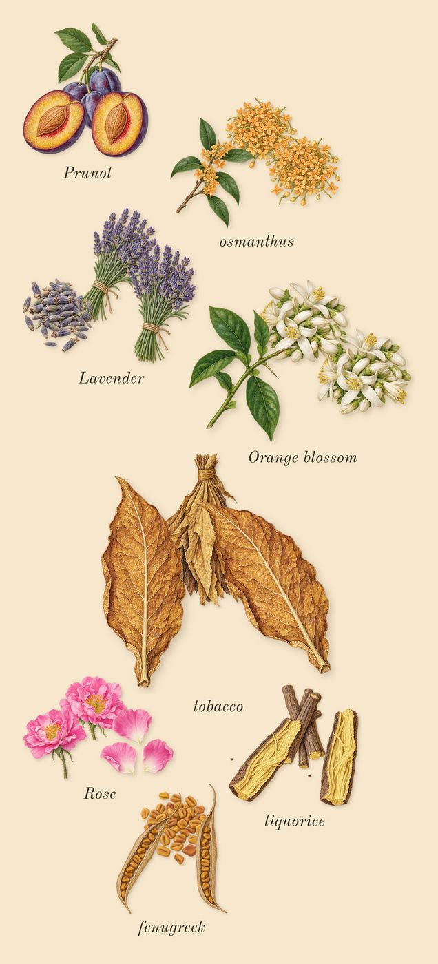 Opus XIV Royal Tobacco, heart: tobacco, liquorice, Lavender, Prunol, fenugreek, Orange blossom, osmanthus, Rose