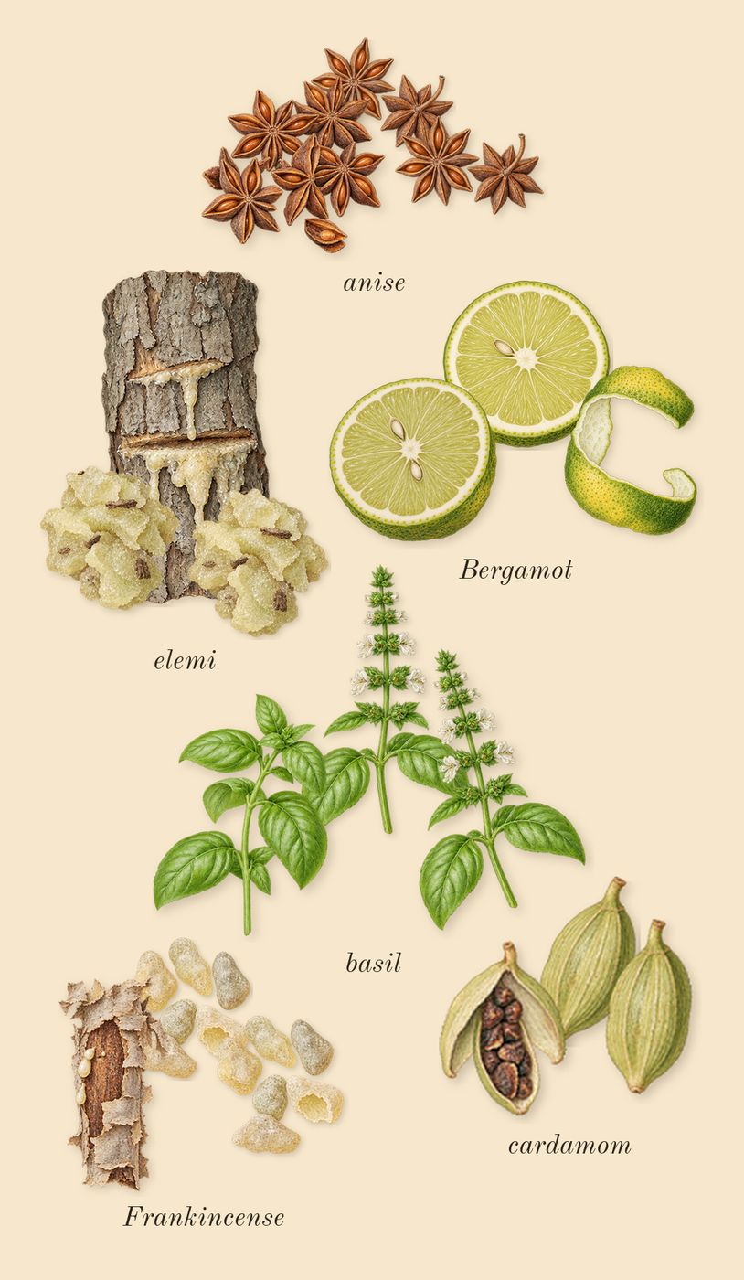 Opus XIV Royal Tobacco, top notes: Frankincense, elemi, cardamom, anise, basil, Bergamot