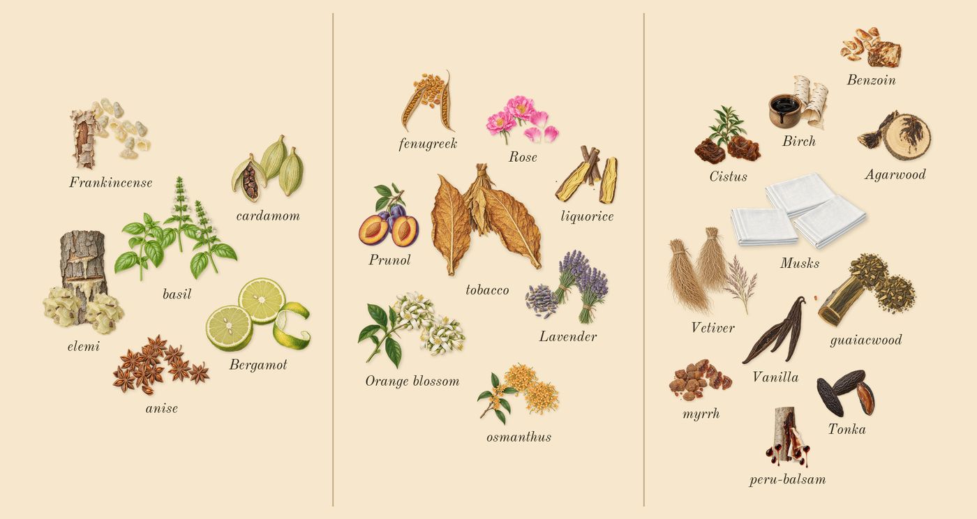 Opus XIV Royal Tobacco’s scent picture, a draft: frankincense, elemi, cardamom, anise, basil, bergamot drawn so far; dashed outlines where nothing is drawn yet