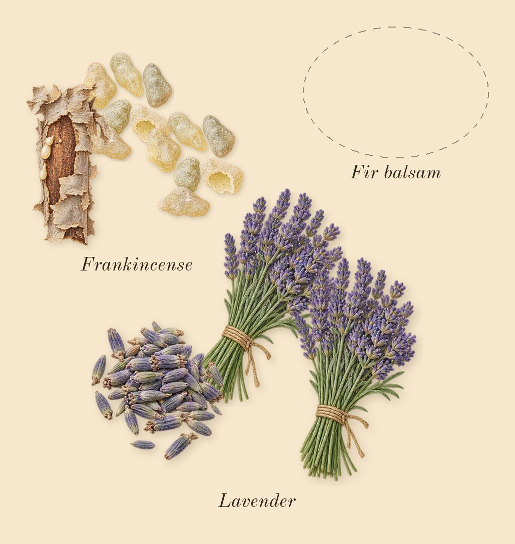 Opus XVI Timber, heart: Lavender, Fir balsam, Frankincense