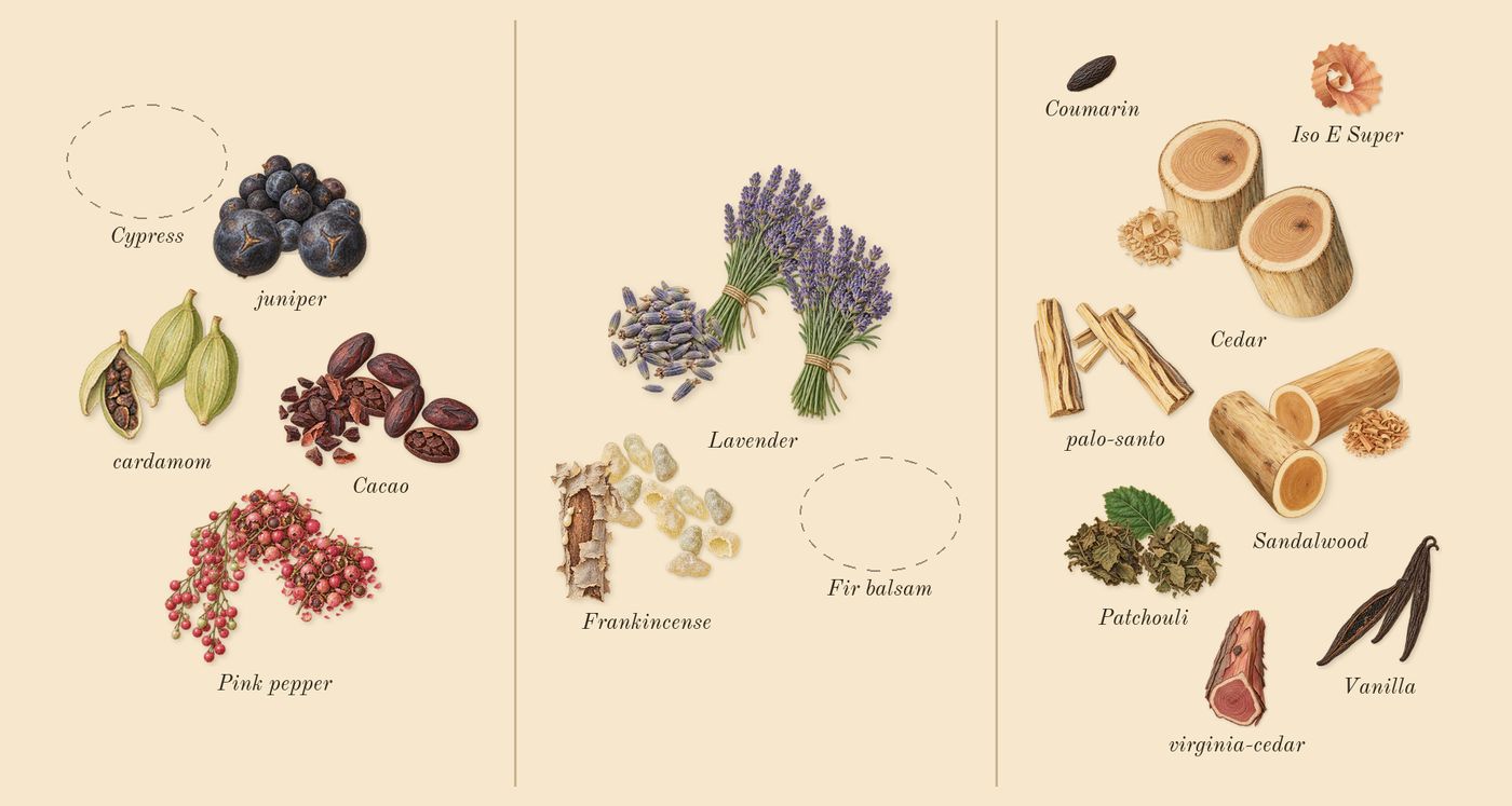 Opus XVI Timber’s scent picture, a draft: cardamom, juniper, pink pepper, cacao, lavender, frankincense drawn so far; dashed outlines where nothing is drawn yet