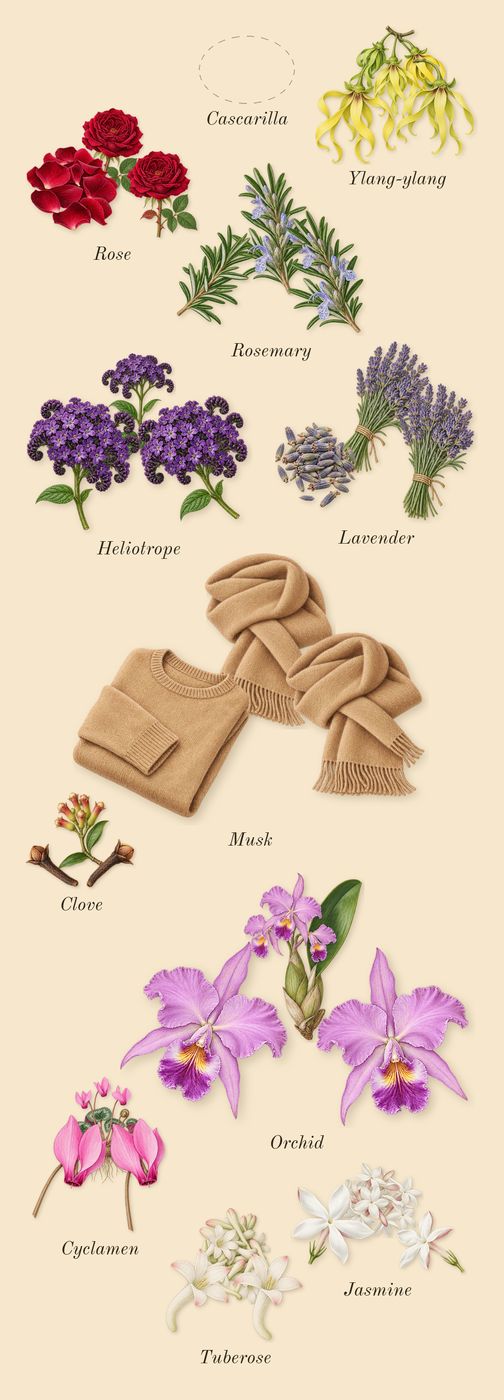 Oscar, heart: Ylang-ylang, Jasmine, Tuberose, Rose, Rosemary, Cyclamen, Lavender, Orchid, Cascarilla, Heliotrope, Clove, Musk