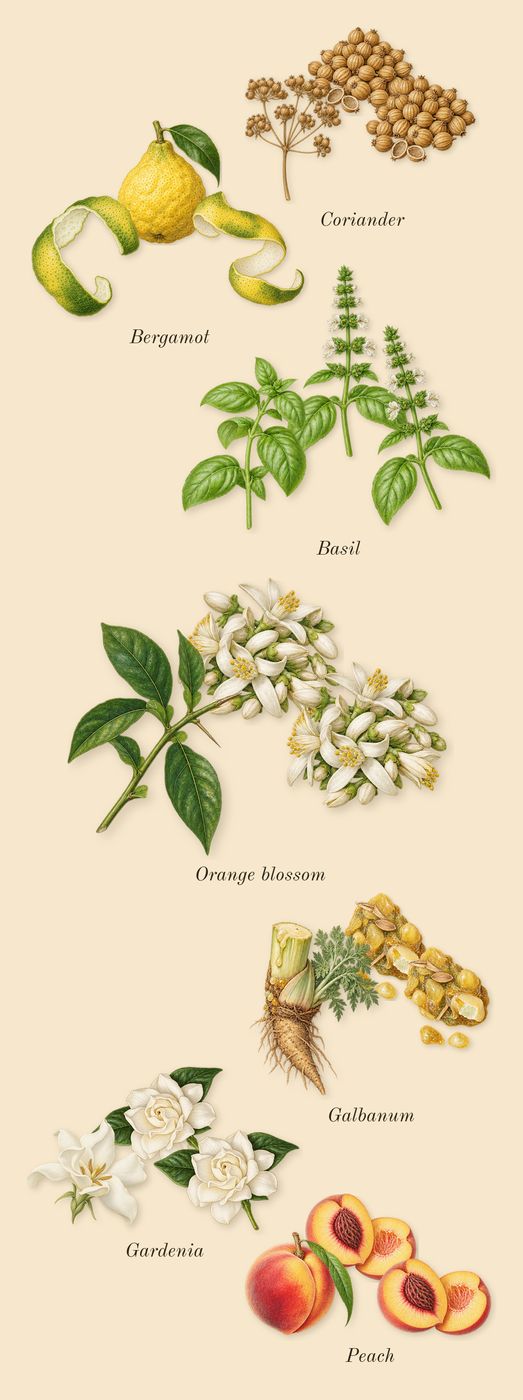 Oscar, top notes: Orange blossom, Basil, Coriander, Galbanum, Peach, Gardenia, Bergamot