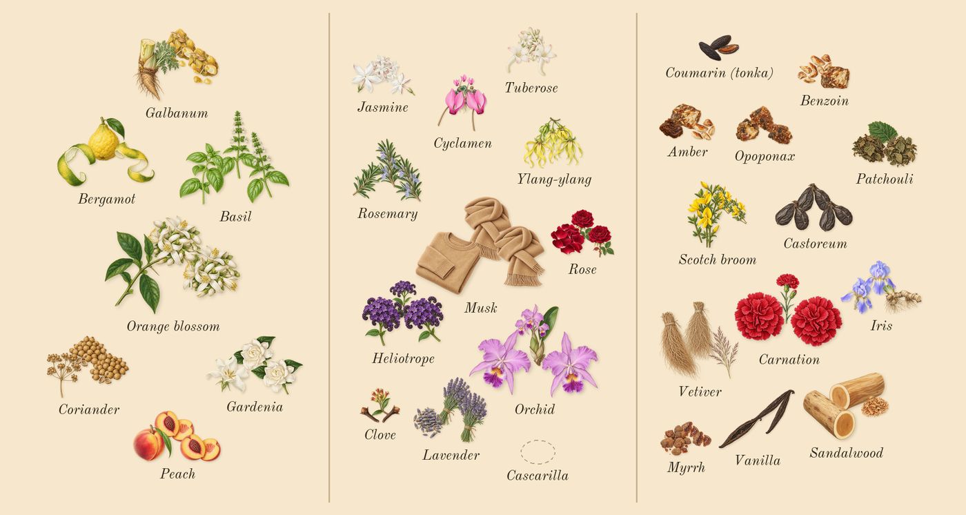 Oscar’s scent picture, a draft: orange blossom, basil, coriander, galbanum, peach, gardenia drawn so far; dashed outlines where nothing is drawn yet