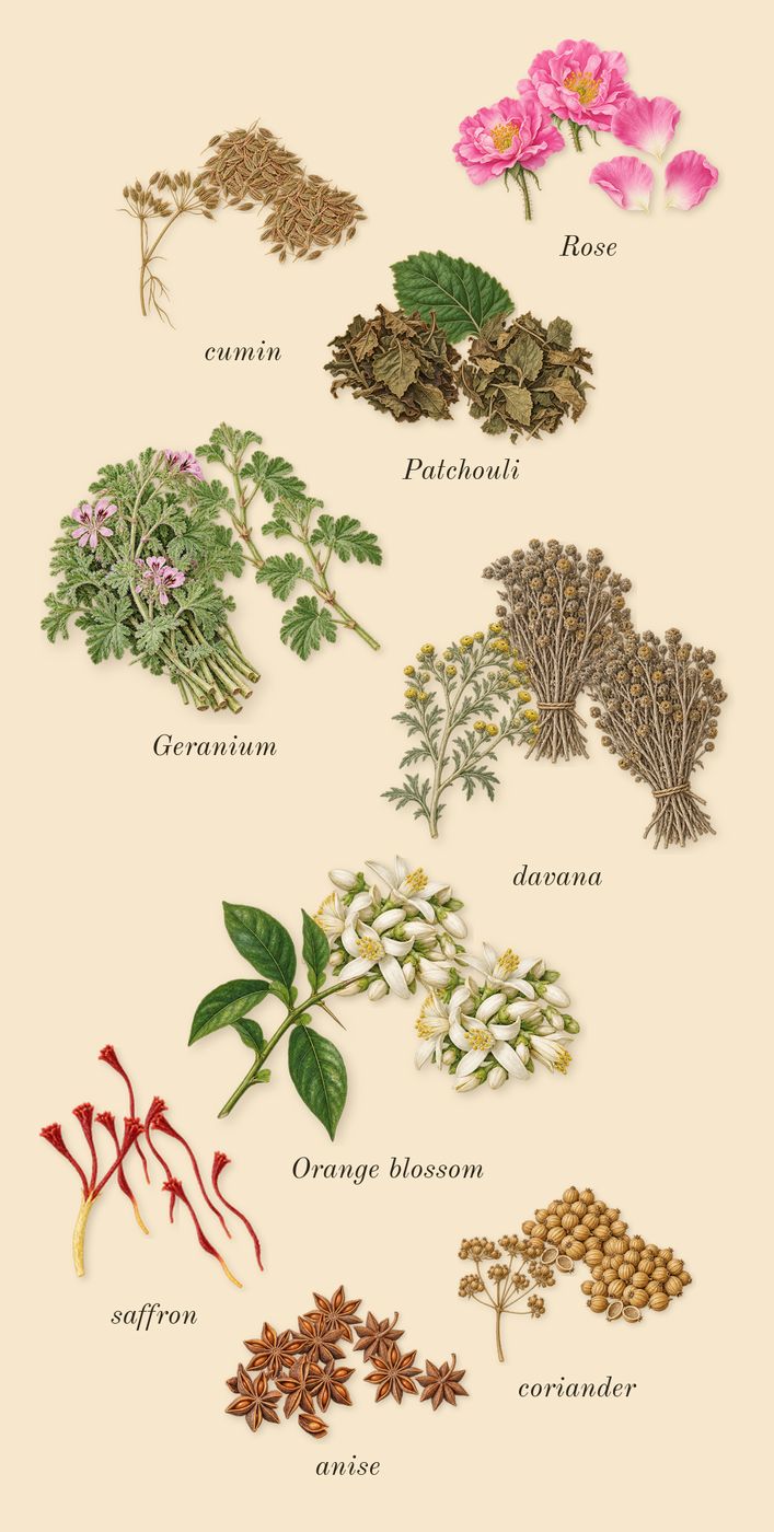 Outlands, heart: Patchouli, Rose, Orange blossom, cumin, Geranium, davana, saffron, anise, coriander