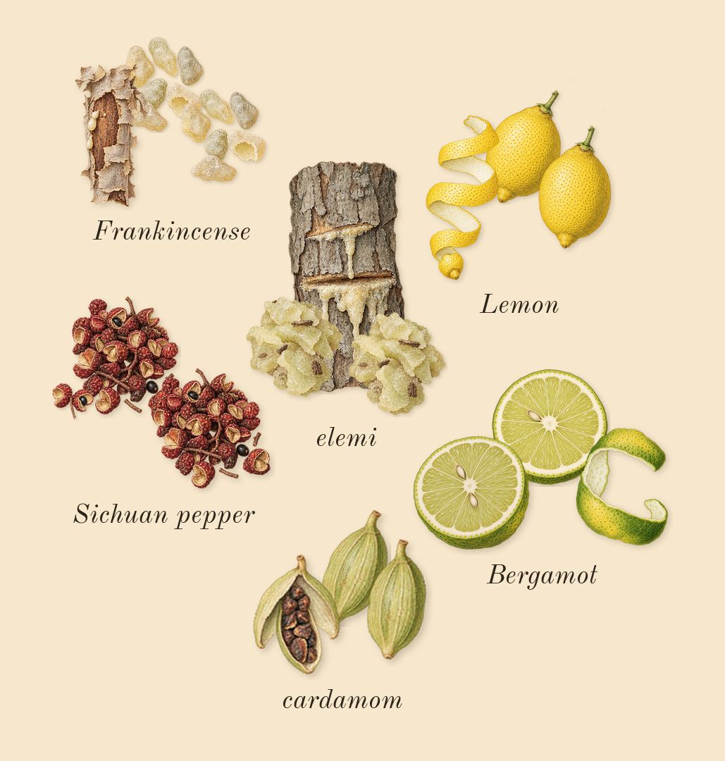 Outlands, top notes: cardamom, Bergamot, Lemon, Sichuan pepper, elemi, Frankincense